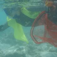 Image of Mieke snorkeling collecting fish species in her role as a scientist.