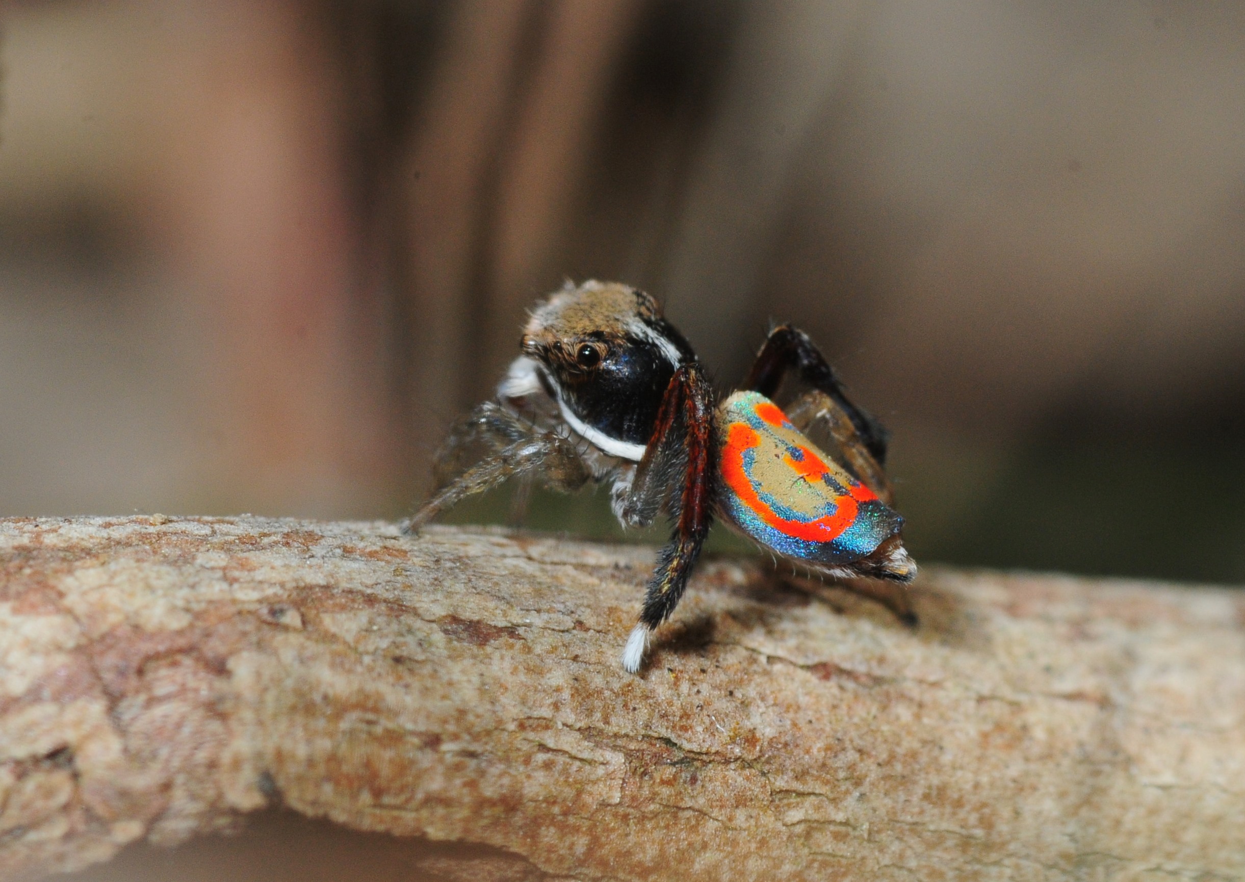 Maratus pavonis, a peacock spider