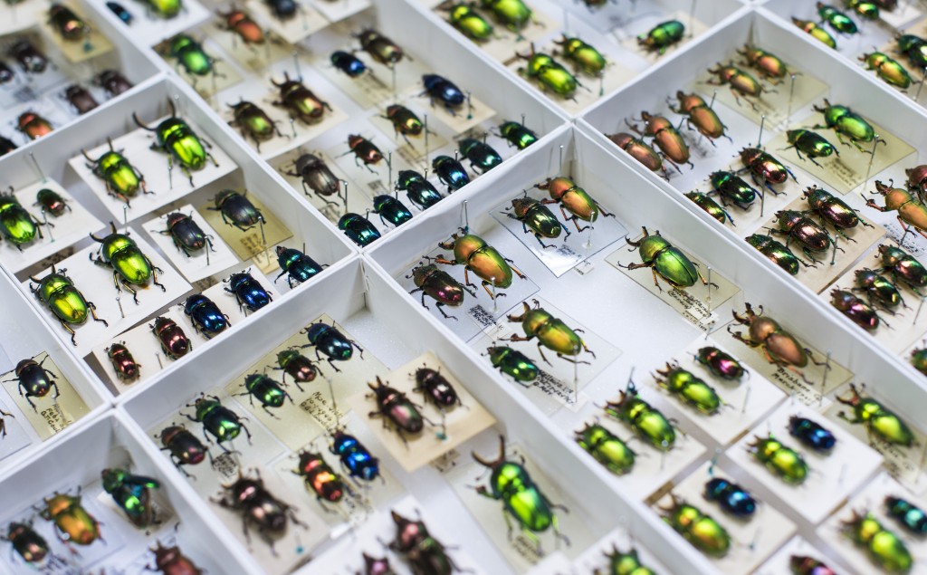 Australian National Insect Collection