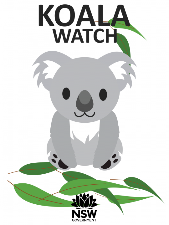 Koala Watch splash