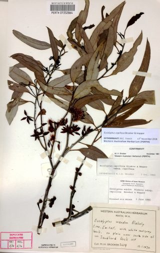 Herbarium specimen of Eucalyptus capillosa