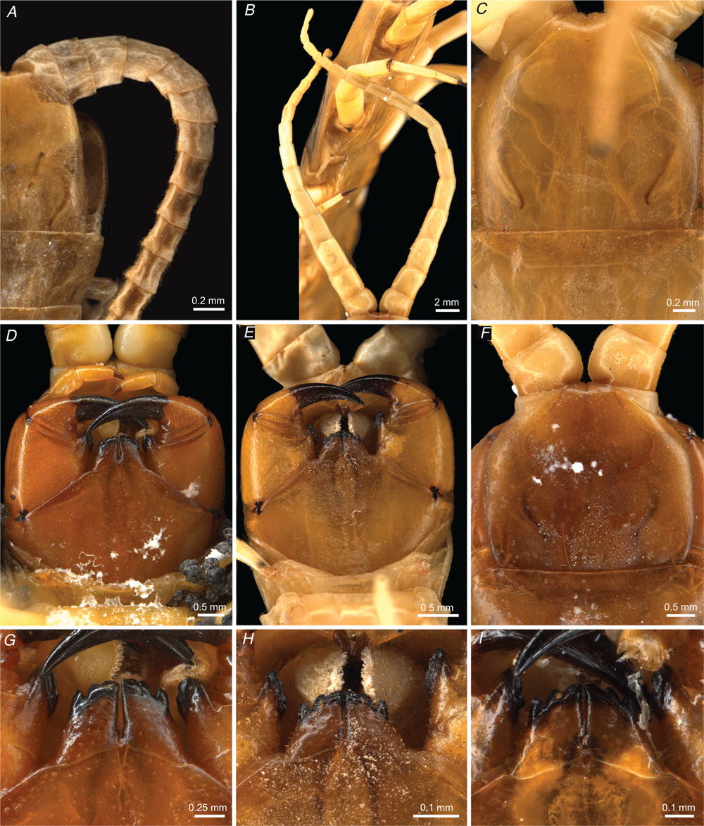 Blind centipedes of the genus Cormocephalus from subterranean habitats in WA